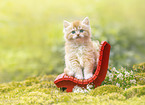 German Longhair kitten