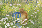 domestic cat
