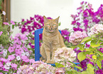 domestic cat