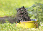 German Longhair kitten