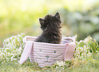 German Longhair kitten