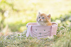 German Longhair kitten