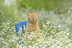 domestic cat