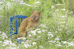 domestic cat
