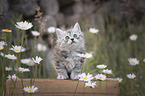 German longhair kitten