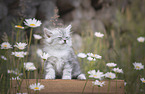 German longhair kitten