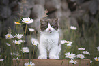 German longhair kitten