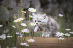 German longhair kitten