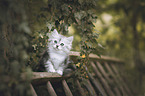German longhair kitten