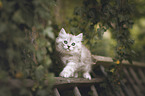 German longhair kitten