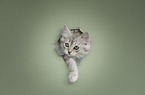 German longhair kitten