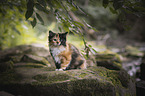 German longhair kitten