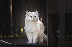 German longhair cat