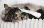 German longhair kitten