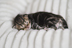 German longhair kitten