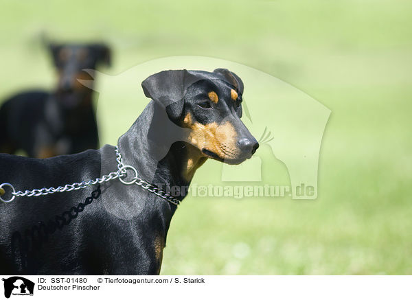 Deutscher Pinscher / SST-01480
