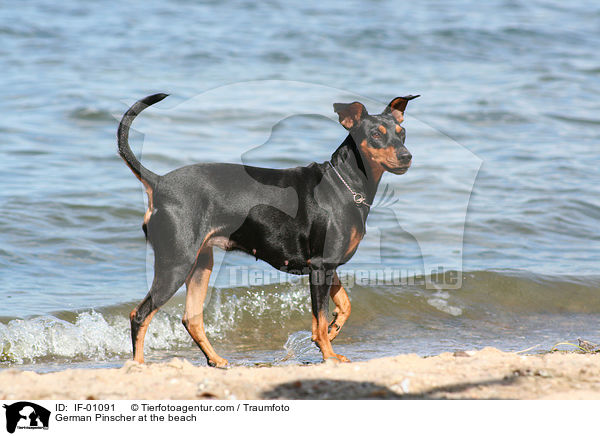 German Pinscher at the beach / IF-01091