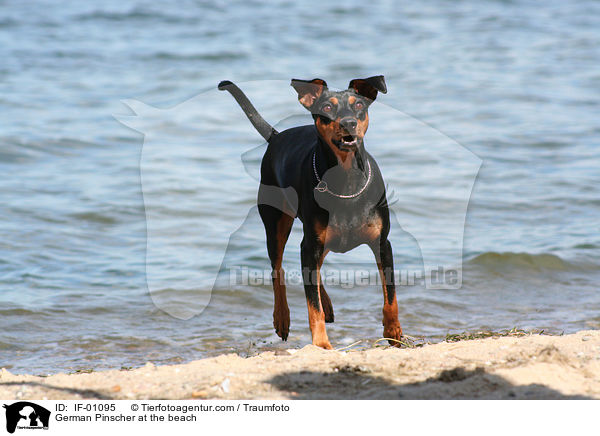 Deutscher Pinscher am Strand / German Pinscher at the beach / IF-01095