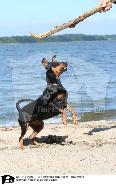 Deutscher Pinscher am Strand / German Pinscher at the beach / IF-01096