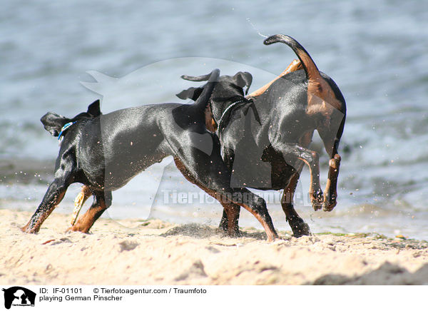 spielende Deutsche Pinscher / playing German Pinscher / IF-01101