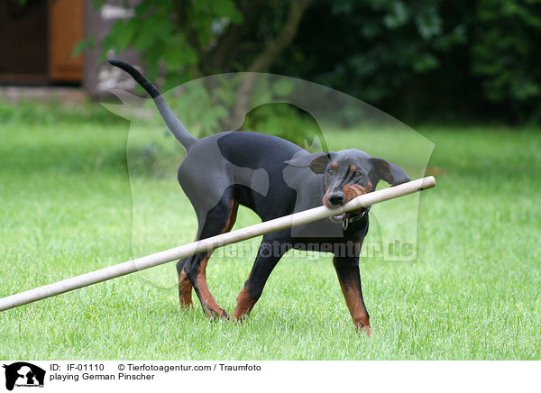 spielender junger Deutscher Pinscher / playing German Pinscher / IF-01110