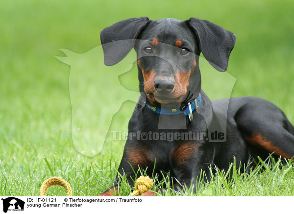 junger Deutscher Pinscher / young German Pinscher / IF-01121