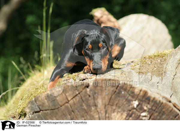 Deutscher Pinscher / German Pinscher / IF-02566