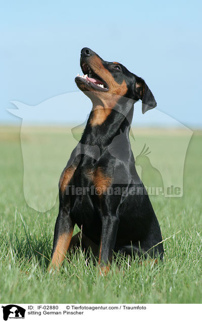sitzender Deutscher Pinscher / sitting German Pinscher / IF-02880