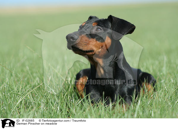 Deutscher Pinscher auf Wiese / German Pinscher on meadow / IF-02885