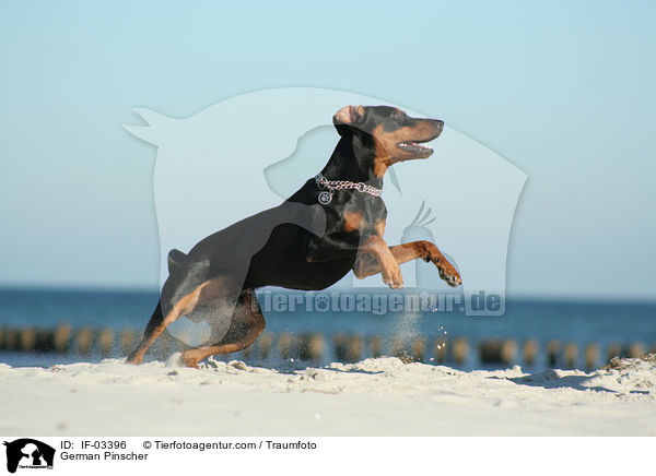 Deutscher Pinscher / German Pinscher / IF-03396