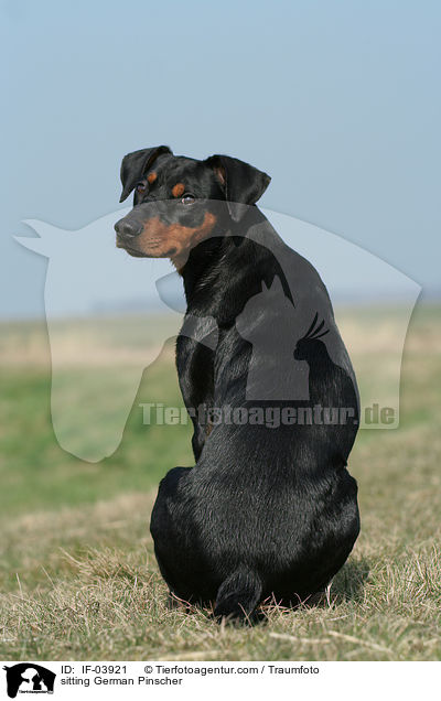 sitzender Deutscher Pinscher / sitting German Pinscher / IF-03921