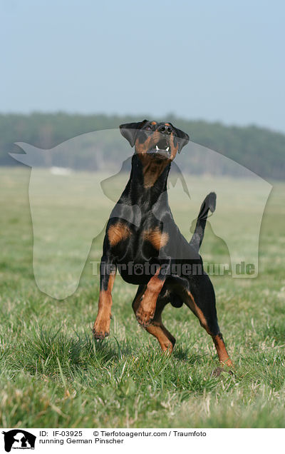 rennender Deutscher Pinscher / running German Pinscher / IF-03925