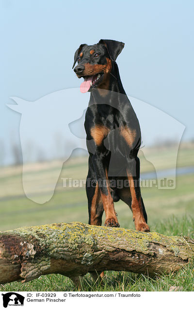 Deutscher Pinscher / German Pinscher / IF-03929