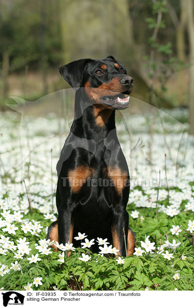 sitzender Deutscher Pinscher / sitting German Pinscher / IF-03935