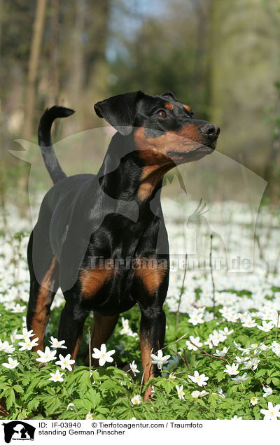 stehender Deutscher Pinscher / standing German Pinscher / IF-03940