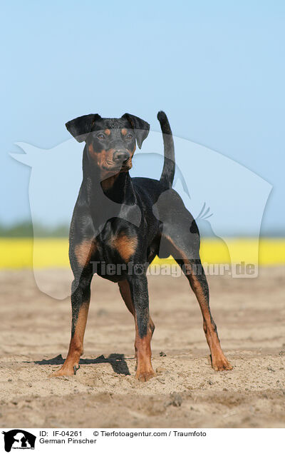 Deutscher Pinscher / German Pinscher / IF-04261