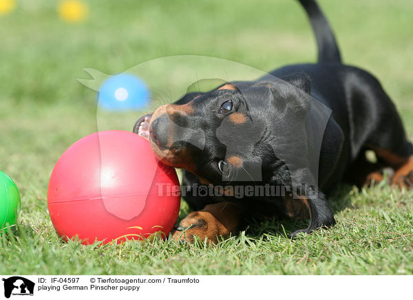 spielender Deutscher Pinscher Welpe / playing German Pinscher puppy / IF-04597