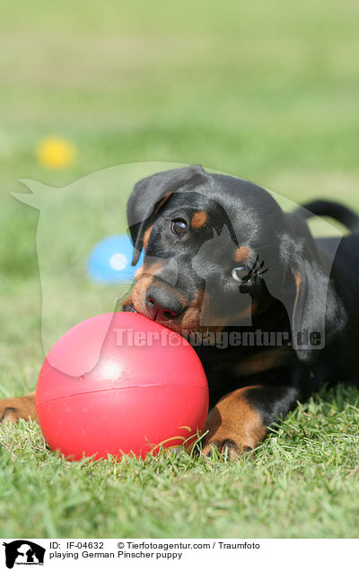 spielender Deutscher Pinscher Welpe / playing German Pinscher puppy / IF-04632