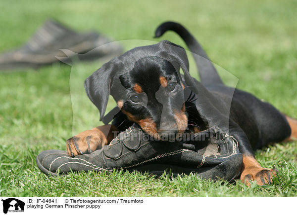 spielender Deutscher Pinscher Welpe / playing German Pinscher puppy / IF-04641