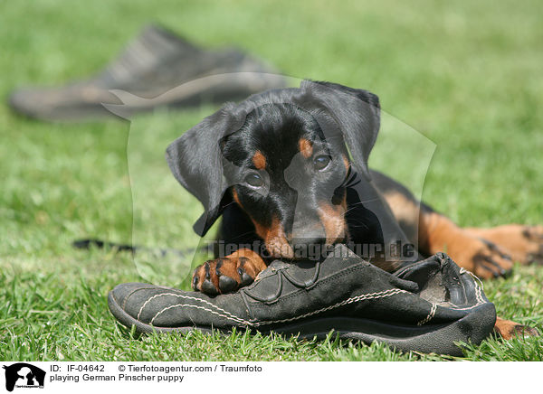 spielender Deutscher Pinscher Welpe / playing German Pinscher puppy / IF-04642