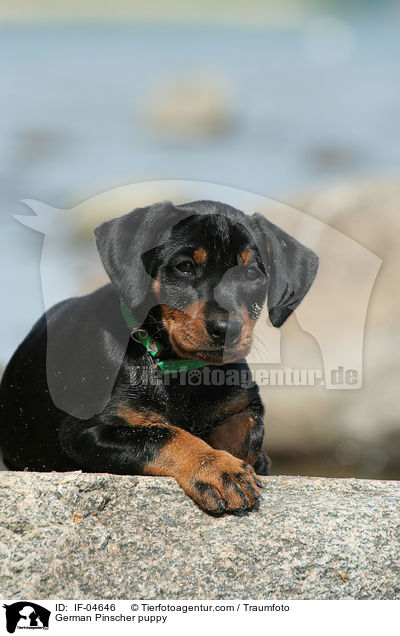Deutscher Pinscher Welpe / German Pinscher puppy / IF-04646