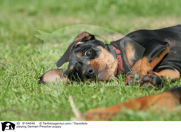 spielender Deutscher Pinscher Welpe / playing German Pinscher puppy / IF-04648