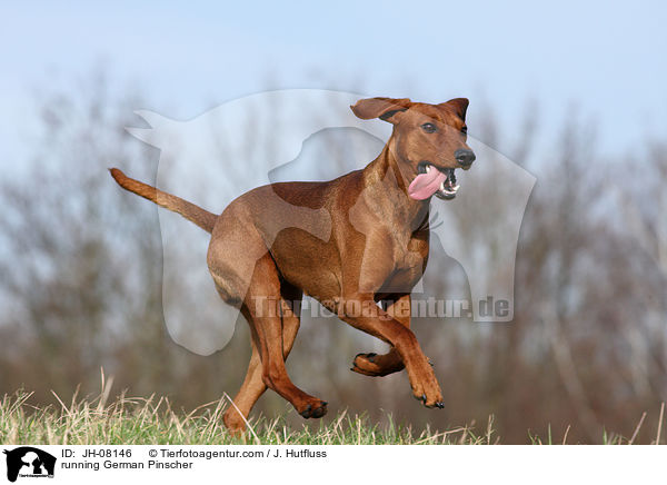 running German Pinscher / JH-08146