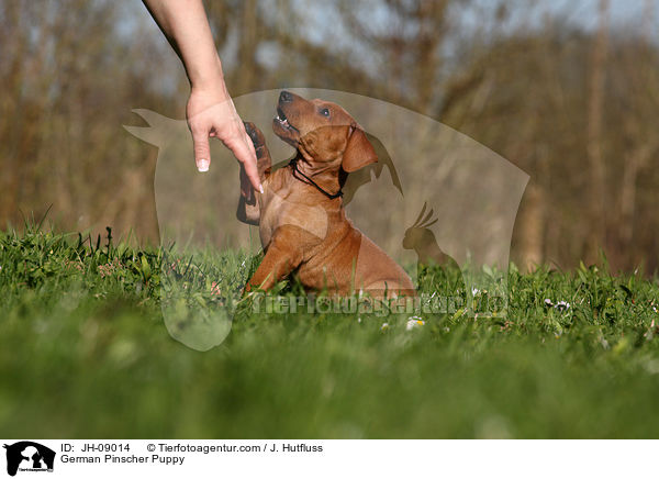 Deutscher Pinscher Welpe / German Pinscher Puppy / JH-09014