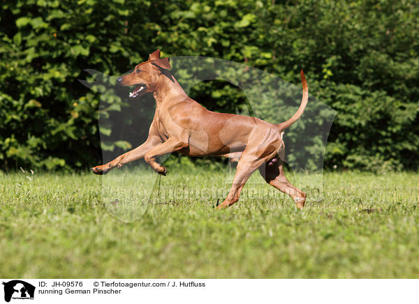 running German Pinscher / JH-09576