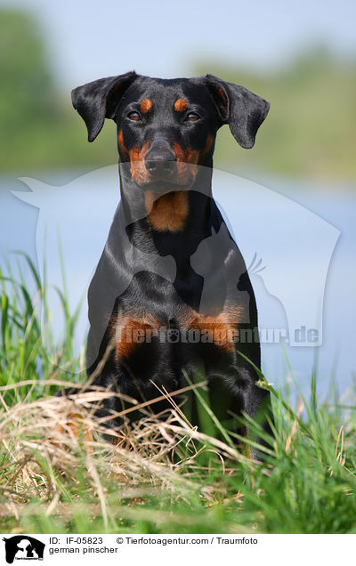 Deutscher Pinscher / german pinscher / IF-05823