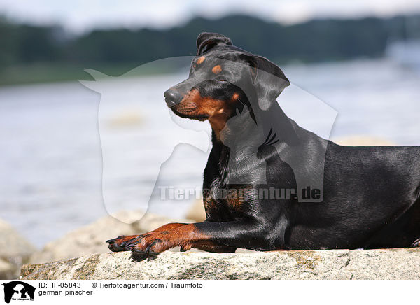 Deutscher Pinscher / german pinscher / IF-05843