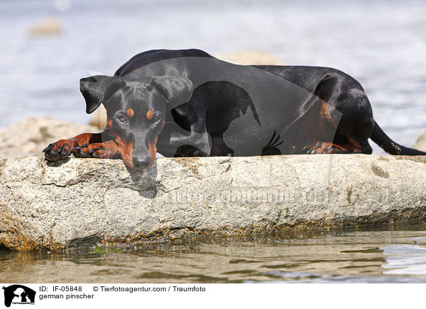 Deutscher Pinscher / german pinscher / IF-05848