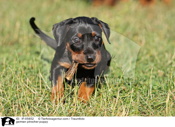 Deutscher Pinscher Welpe / german pinscher puppy / IF-05852
