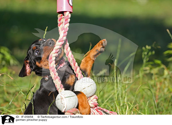 Deutscher Pinscher Welpe / german pinscher puppy / IF-05858